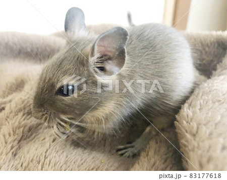 デグーの赤ちゃん、小動物のペット 83177618