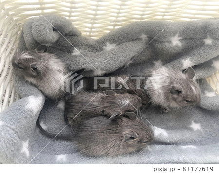 デグーの赤ちゃん、小動物のペット デグーの赤ちゃん、小動物のペット 83177619
