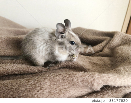 デグーの赤ちゃん、小動物のペット 83177620