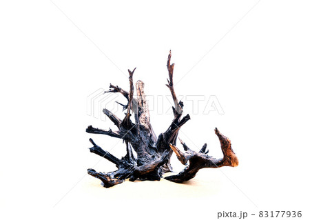 The dry tree big roots on white background 83177936