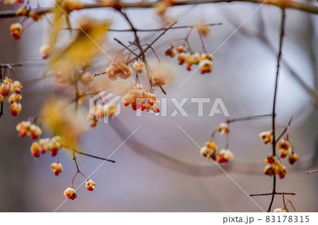 小田代ヶ原で見た前日からの雨のしずくをまとったマユミの赤い実＠奥日光、栃木 83178315