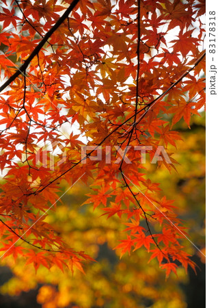 高津戸峡 紅葉 高津戸峡 紅葉 83178318