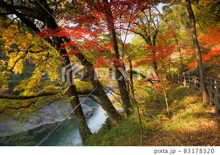 高津戸峡 紅葉 高津戸峡 紅葉 83178320