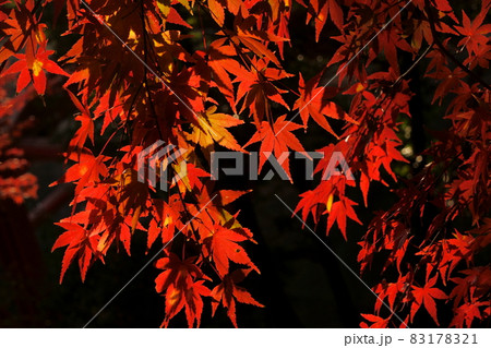 高津戸峡 紅葉 高津戸峡 紅葉 83178321
