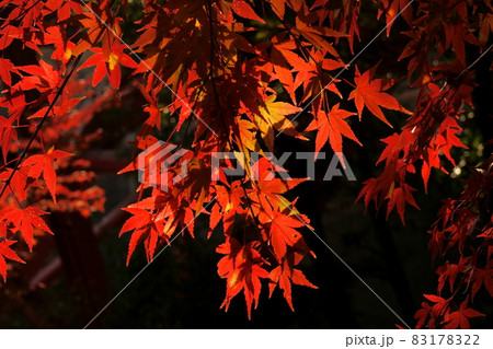 高津戸峡 紅葉 高津戸峡 紅葉 83178322