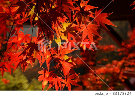 高津戸峡　紅葉 83178324