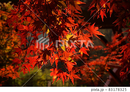 高津戸峡 紅葉 高津戸峡 紅葉 83178325