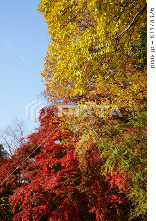高津戸峡 紅葉 高津戸峡 紅葉 83178326