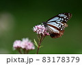 渡りの蝶　アサギマダラ 83178379