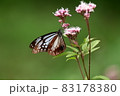 渡りの蝶　アサギマダラ 83178380