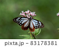 渡りの蝶　アサギマダラ 83178381