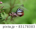 渡りの蝶　アサギマダラ 83178383
