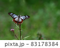 渡りの蝶　アサギマダラ 83178384