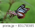 渡りの蝶　アサギマダラ 83178385