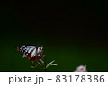 渡りの蝶　アサギマダラ 83178386