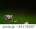 渡りの蝶　アサギマダラ 83178387