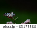 渡りの蝶　アサギマダラ 83178388