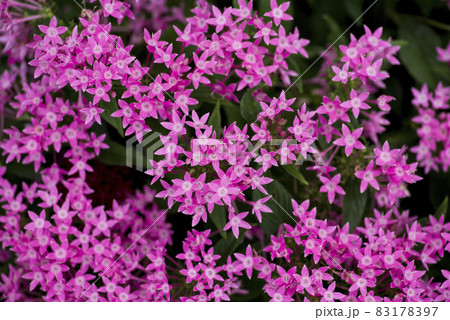 公園の花壇にピンク色のペンタスの花が咲いています。学名はPentas lanceolataです。 公園の花壇にピンク色のペンタスの花が咲いています。学名はPentas lanceolataです。 83178397