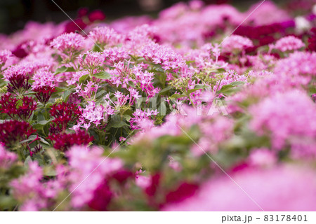 公園の花壇にピンク色のペンタスの花が咲いています。学名はPentas lanceolataです。 公園の花壇にピンク色のペンタスの花が咲いています。学名はPentas lanceolataです。 83178401