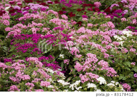 公園の花壇にピンク色のペンタスの花が咲いています。学名はPentas lanceolataです。 公園の花壇にピンク色のペンタスの花が咲いています。学名はPentas lanceolataです。 83178412