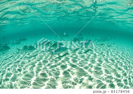 MaldivesEriyaduの浅瀬に入ってきたカスミアジの編隊 MaldivesEriyaduの浅瀬に入ってきたカスミアジの編隊 83178456