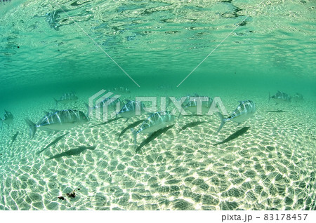 MaldivesEriyaduの浅瀬に入ってきたカスミアジの編隊 MaldivesEriyaduの浅瀬に入ってきたカスミアジの編隊 83178457