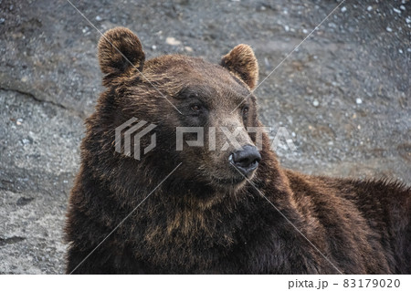 エゾヒグマ - 高ISO 83179020