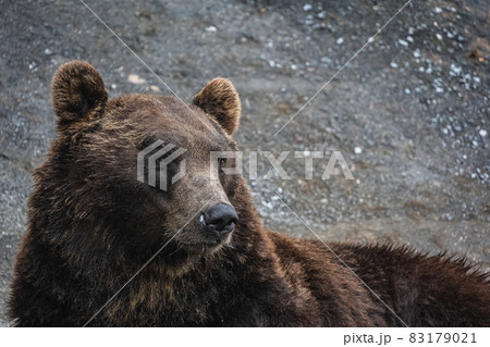 エゾヒグマ - 高ISO 83179021