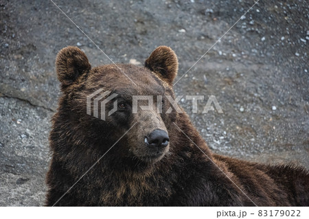 エゾヒグマ - 高ISO エゾヒグマ - 高ISO 83179022