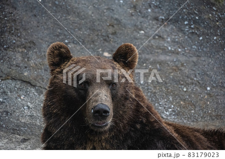 エゾヒグマ - 高ISO 83179023