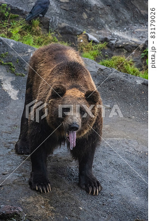 エゾヒグマ - 高ISO エゾヒグマ - 高ISO 83179026