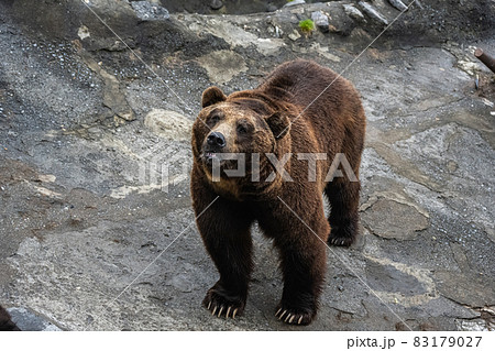 エゾヒグマ - 高ISO 83179027