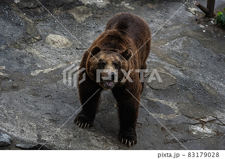 エゾヒグマ - 高ISO 83179028