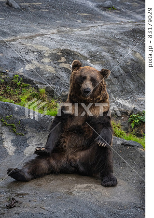 エゾヒグマ - 高ISO エゾヒグマ - 高ISO 83179029