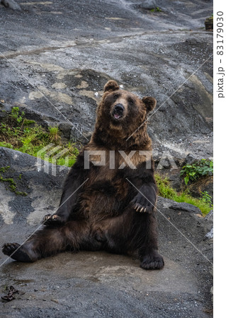 エゾヒグマ - 高ISO 83179030