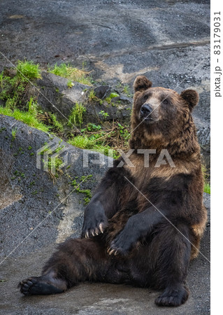 エゾヒグマ - 高ISO 83179031