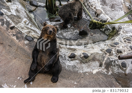 エゾヒグマ - 高ISO 83179032