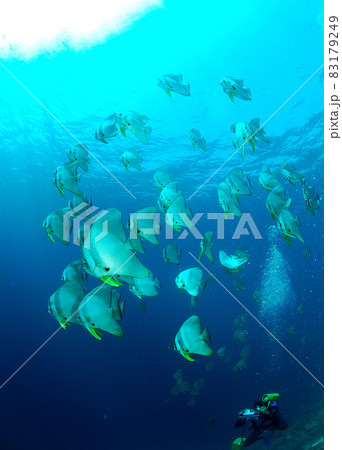 MaldivesEriyaduのツバメウオの群れ MaldivesEriyaduのツバメウオの群れ 83179249