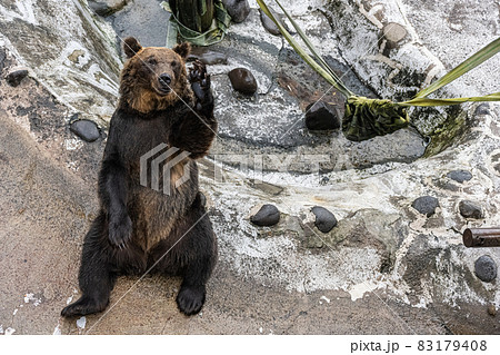 エサをねだるエゾヒグマ - 高ISO 83179408