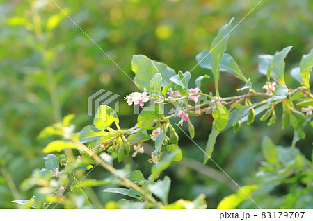 枸杞(クコ)の花と赤い実 枸杞(クコ)の花と赤い実 83179707