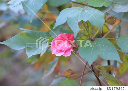 青綿（あおわた）の花と実 83179842