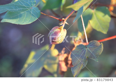 青綿（あおわた）の花と実 83179843