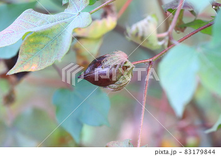 青綿（あおわた）の花と実 83179844