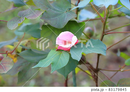 青綿(あおわた)の花と実 青綿(あおわた)の花と実 83179845