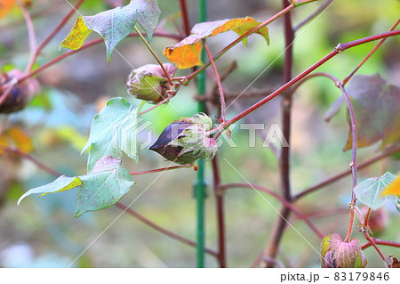 青綿(あおわた)の花と実 青綿(あおわた)の花と実 83179846