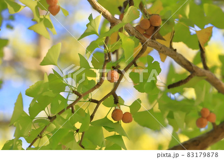 熟したイチョウの実（ギンナン） 83179878