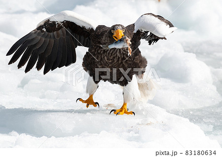 知床 冬 知床 冬 83180634