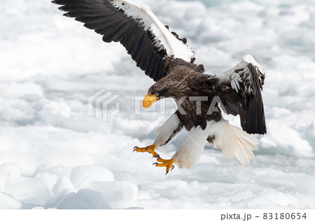 知床 冬 知床 冬 83180654