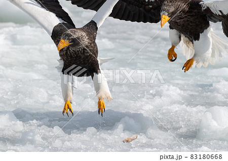 知床 冬 知床 冬 83180668