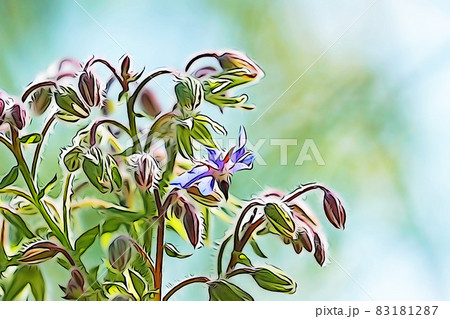パステル調 ”ポリジの花” イラストイメージ パステル調 ”ポリジの花” イラストイメージ 83181287